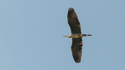 Grey Heron