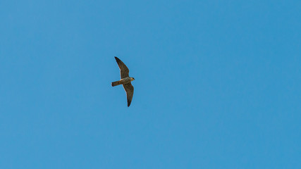 Patrolling Peregrine