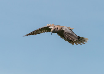 Flying Collared Dove