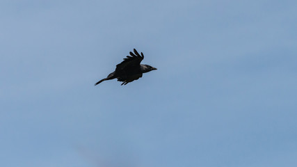 Flying Jackdaw