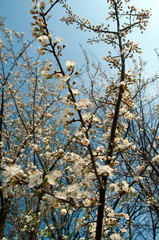 Blooming trees on a mountain lake in the open air against the background of the forest and mountains