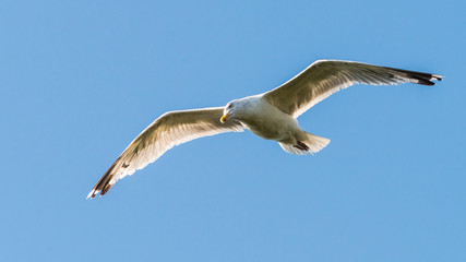 Hawk Eyed Gull