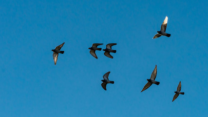Feral Flock