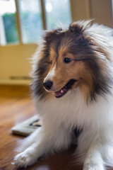 Indoor Sheltie Closeup