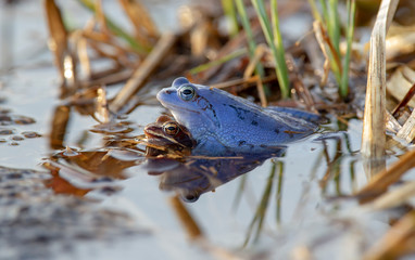 Ein männlicher Moorfrosch umklammert das Weibchen im Laichgewässer