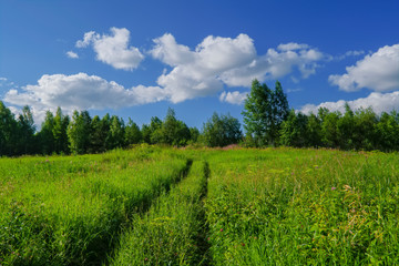 Summer meadow landscape with green grass and wild flowers.