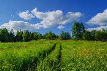 Summer meadow landscape with green grass and wild flowers.