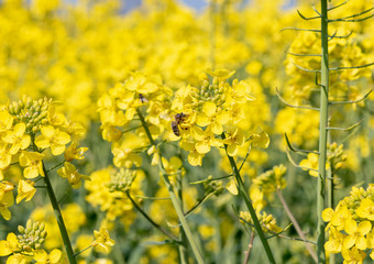 insects pollinate rapeseed flowers on the field