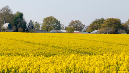 beautiful field of rapeseed blooms in bright yellow