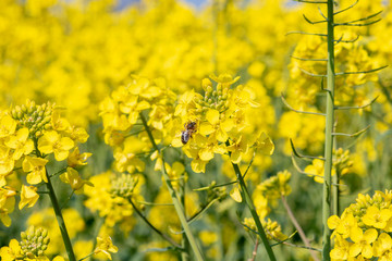 insects pollinate rapeseed flowers on the field