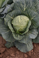 Arizona cabbage field ready for harvest