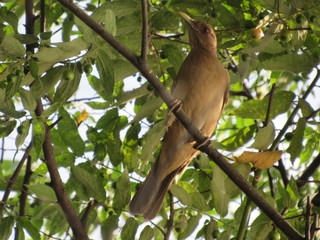 Calandria