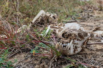 Even predators have to die