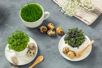 Wielkanoc - jaja przepiórcze, rzeżucha i czerwona kapusta w filiżankach © Grzej