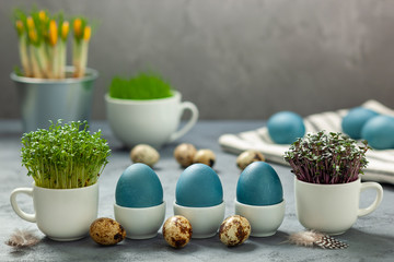 Wielkanoc - jaja barwione czerwoną kapustą, jaja przepiórcze, rzeżucha i czerwona kapusta w filiżankach © Grzej