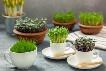 Rośliny w filiżankach - uprawa rzeżuchy, czerwonej kapusty i trawy © Grzej