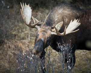 Moose in the Rocky Mountains