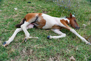 Naklejka na ściany i meble small foal lying in the grass after a long breastfeed. At his side a spotted mare that can finally be fed