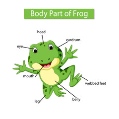 Diagram showing body part of frog