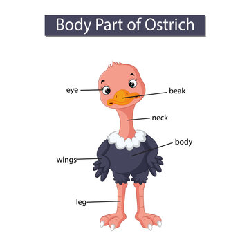 Diagram showing body part of ostrich