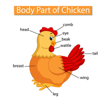 Diagram showing body part of chicken