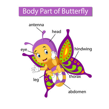 Diagram showing body part of butterfly