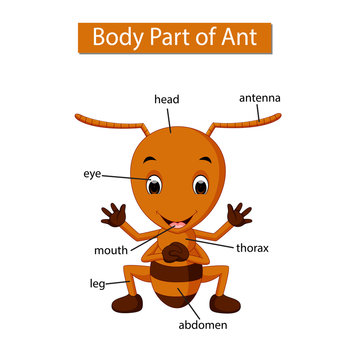 Diagram showing body part of ant