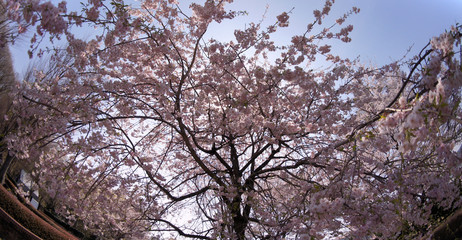 Cherry blossoms in Japan