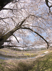 Cherry blossoms in Japan