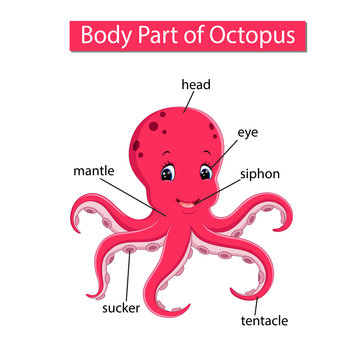 Diagram showing body part of octopus