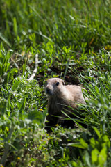 Prairie Dog in the Sunshine