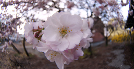 Cherry blossoms in Japan