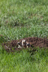 Prairie Dog Family