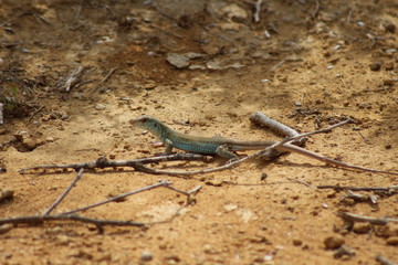 Gekko I