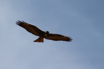 Aguila sobrevuelo