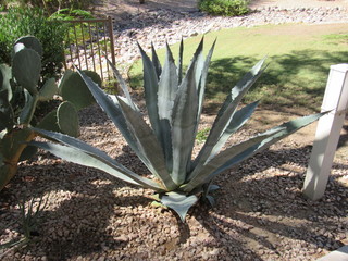 Large agave plant, sentry plant or agave Americana, growing in a garden in Scottsdale, Arizona partly in the shade