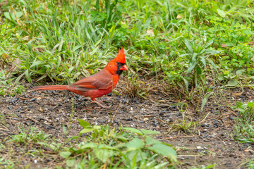 Male Cardinal