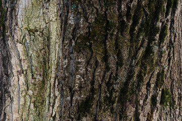 Embossed texture of the bark of a tree. Old wood tree texture pattern wallpaper. Ecology and nature...