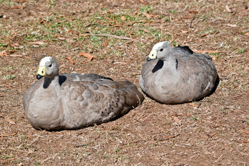 two Cape Barren Geese