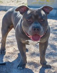 bully