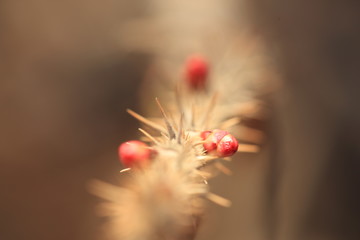 The Beauty of the macro world