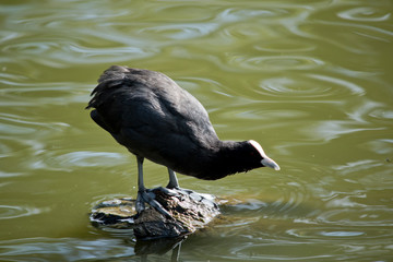 a Eurasian coot on a log