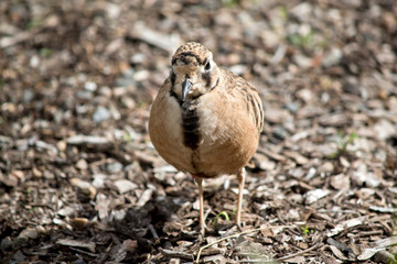 this is an inland dotterel