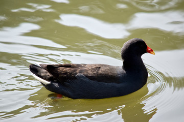a dusky moorhen swimming in a lake