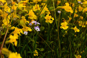 Fototapeta premium Wild Yellow Monkeyflowers