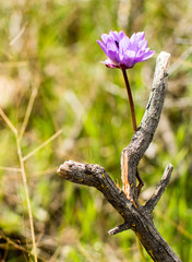 Wild Brodiaea Flower Purple