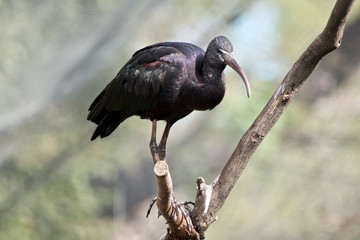 this is a glossy ibis on a branch