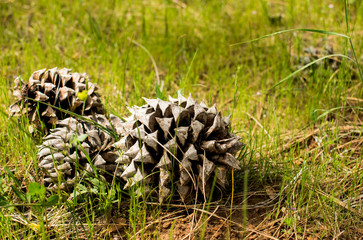Natural Pine Cones