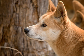 this is a side view of a golden dingo