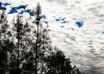 Central California Landscape